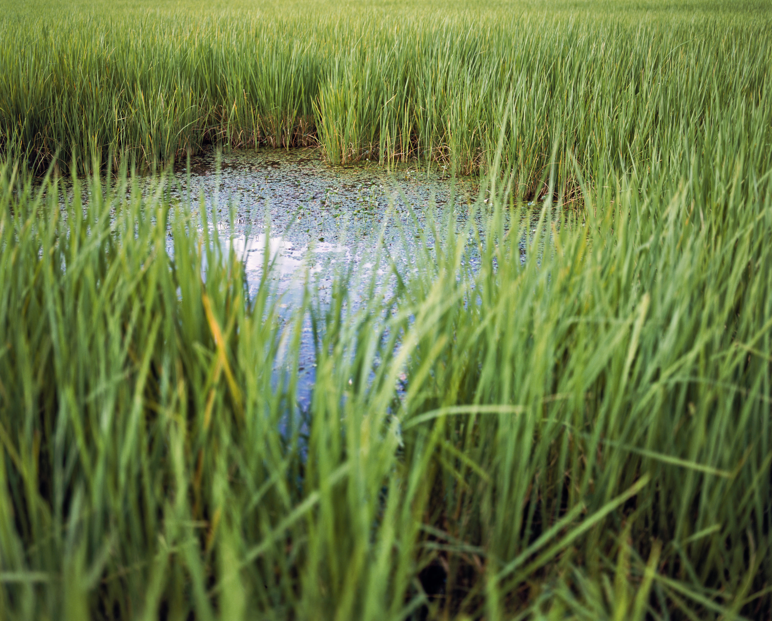 Rattana, Vandy - Bomb Ponds