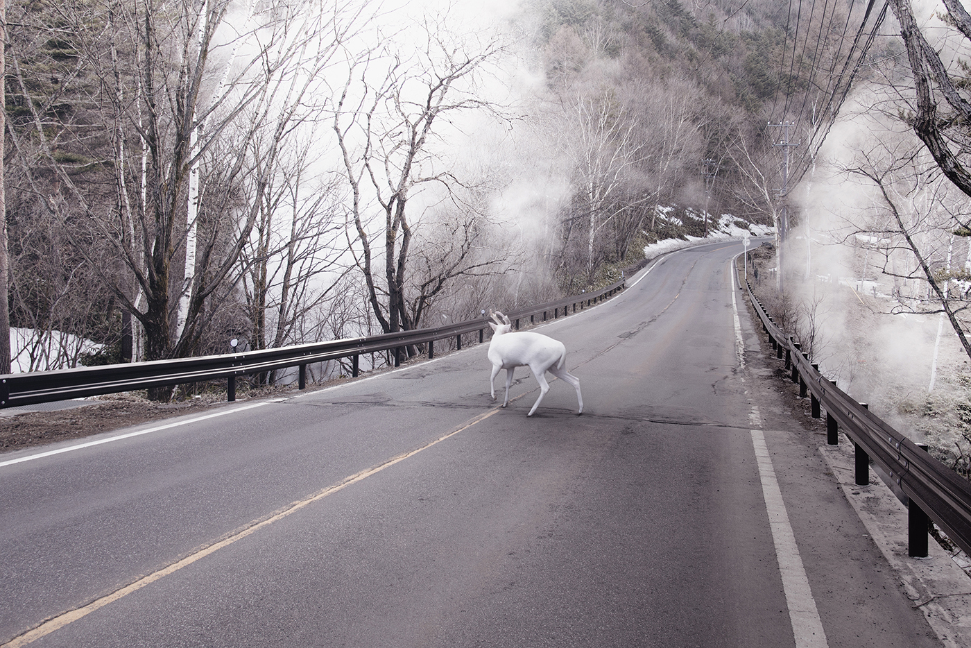 Deer Park, Japan,from the series Natural History image