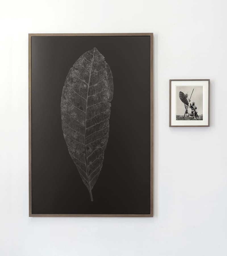 Gigantica Amazonica #15  image