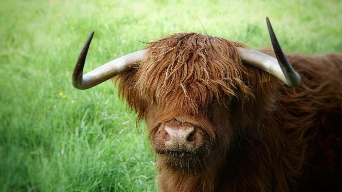 Hairy Cow in a Field  image