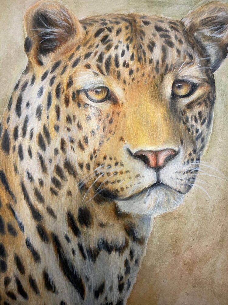 A Leopard in the Wild image