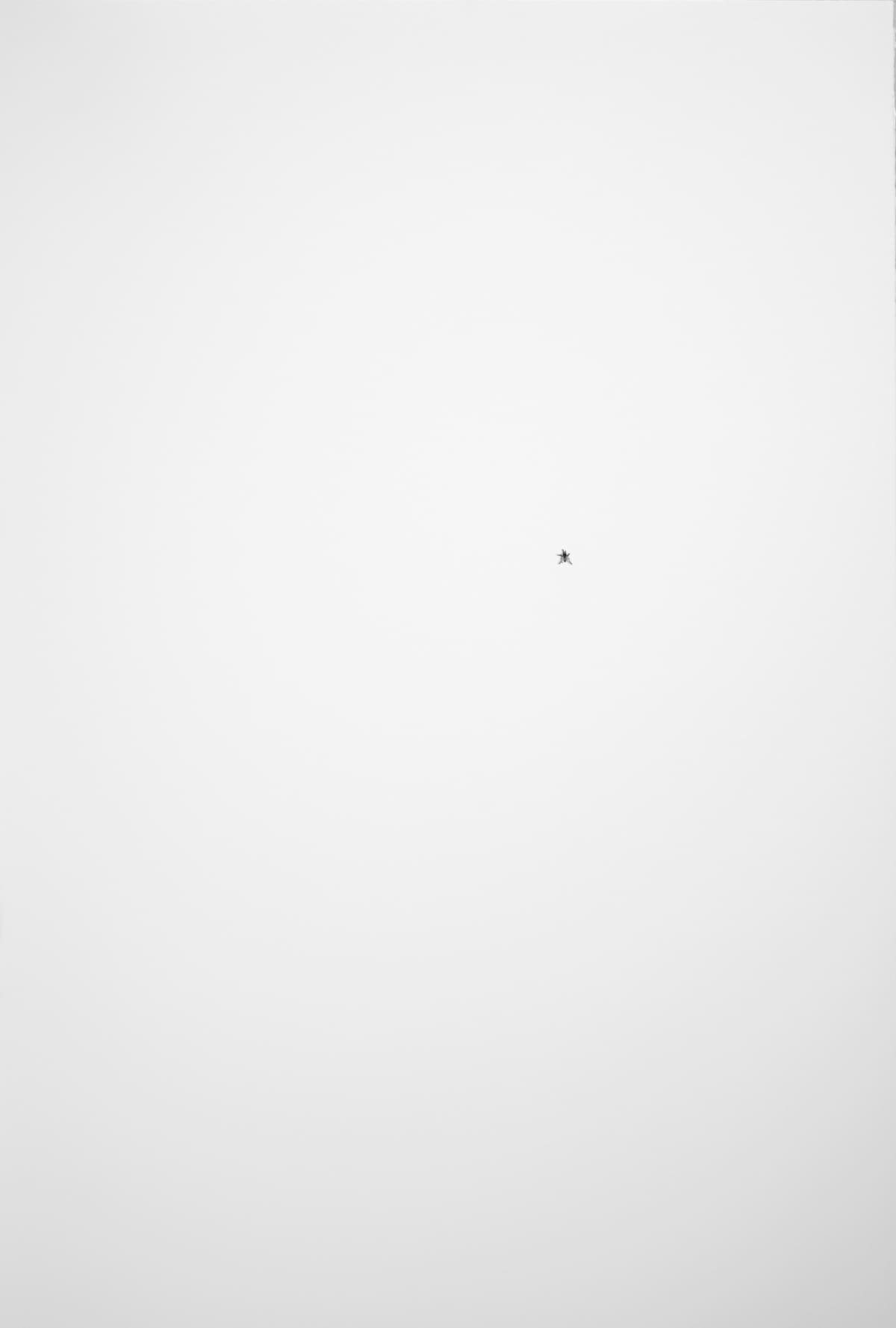 Fly image