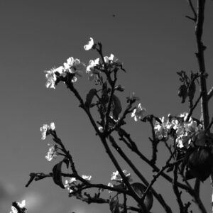Monochrome?Blossom Tree?