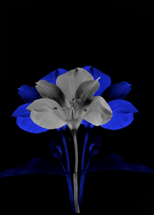 Ethereal Flowers image