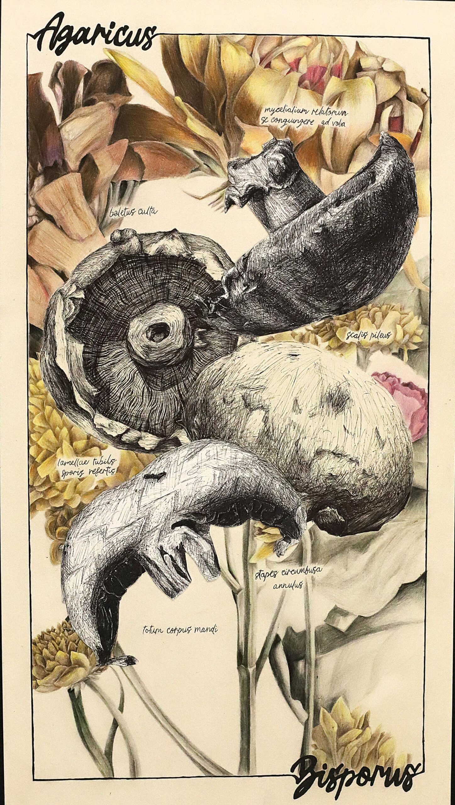 Fungi and Flora: A Study in Contrast image