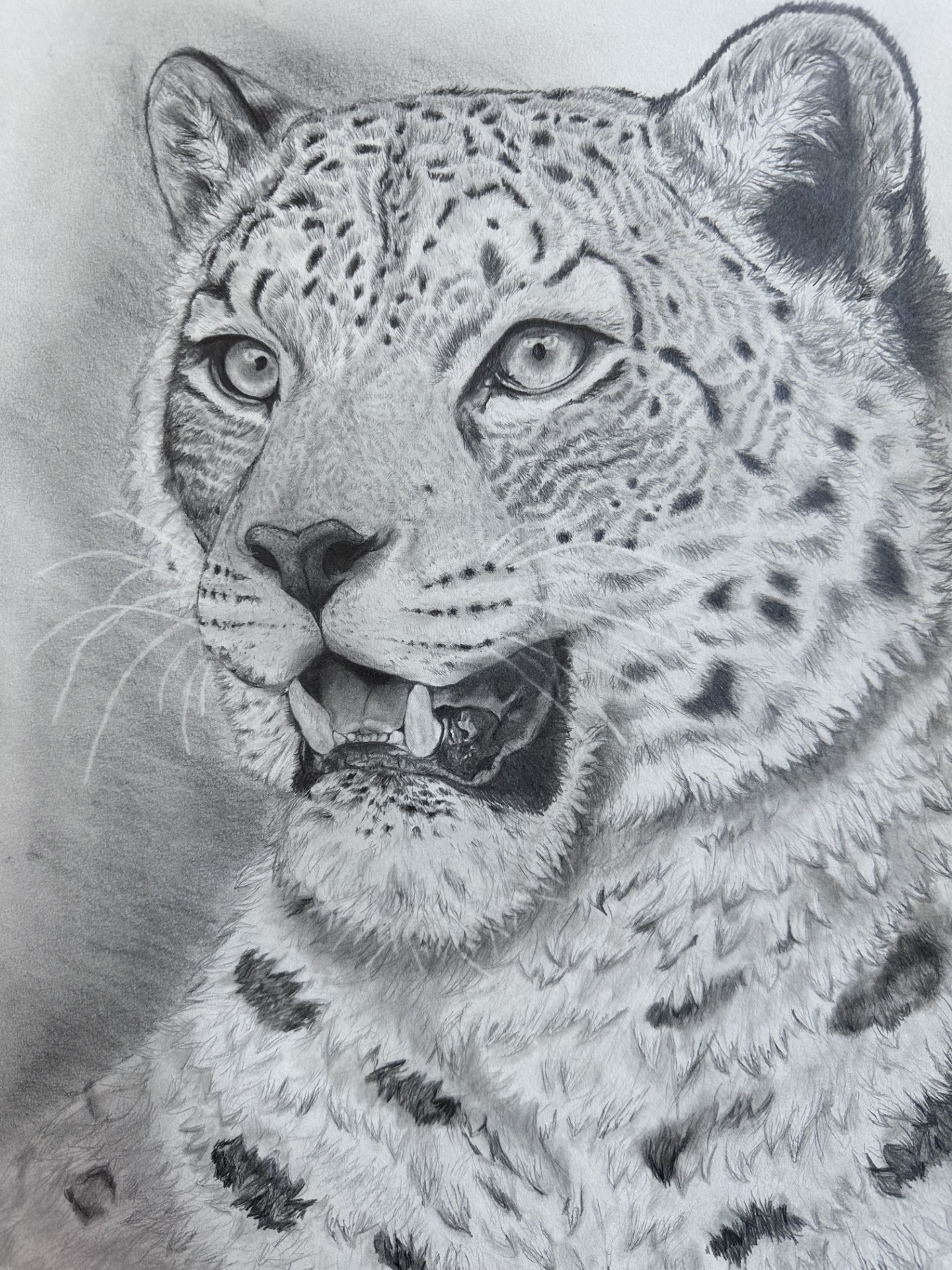 Snow Leopard  image