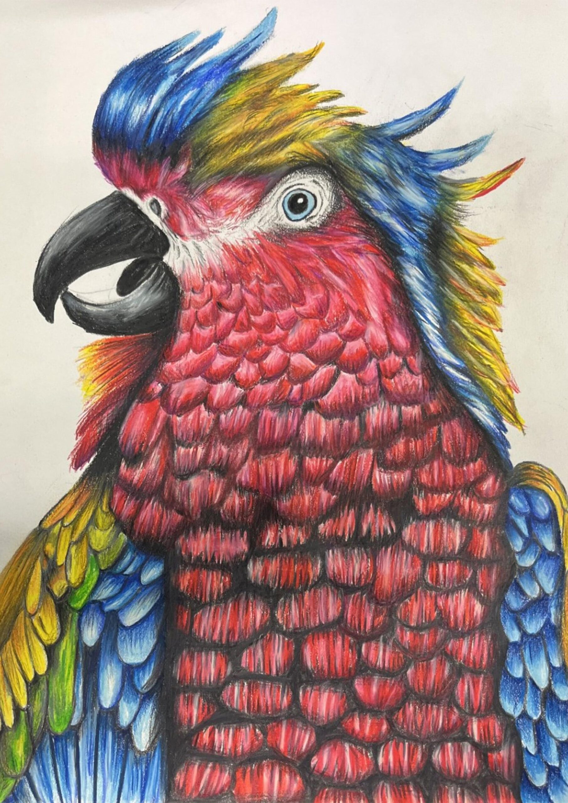 The Watchful Macaw  image