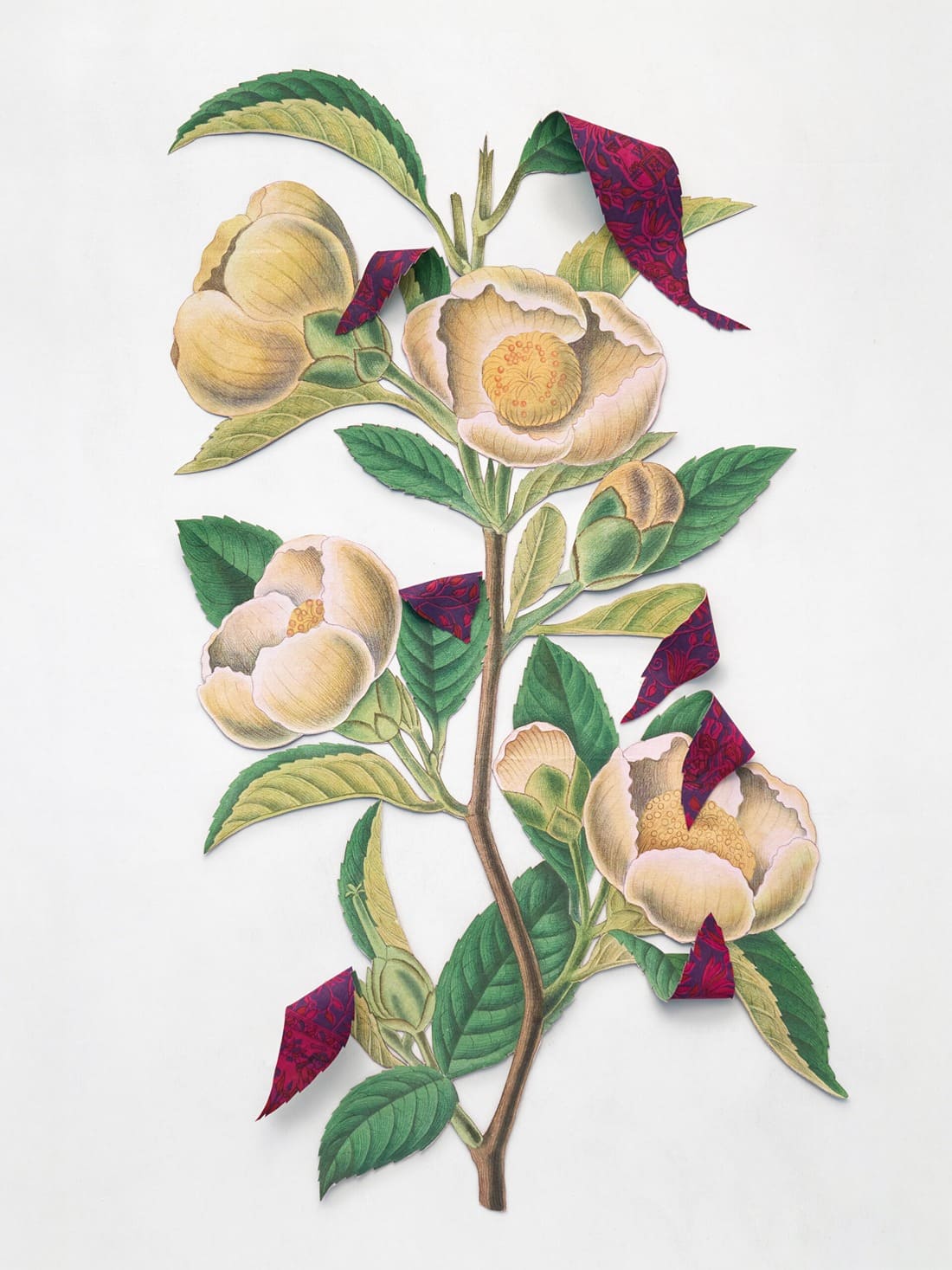 Where The Wild Things Roam, Tea image