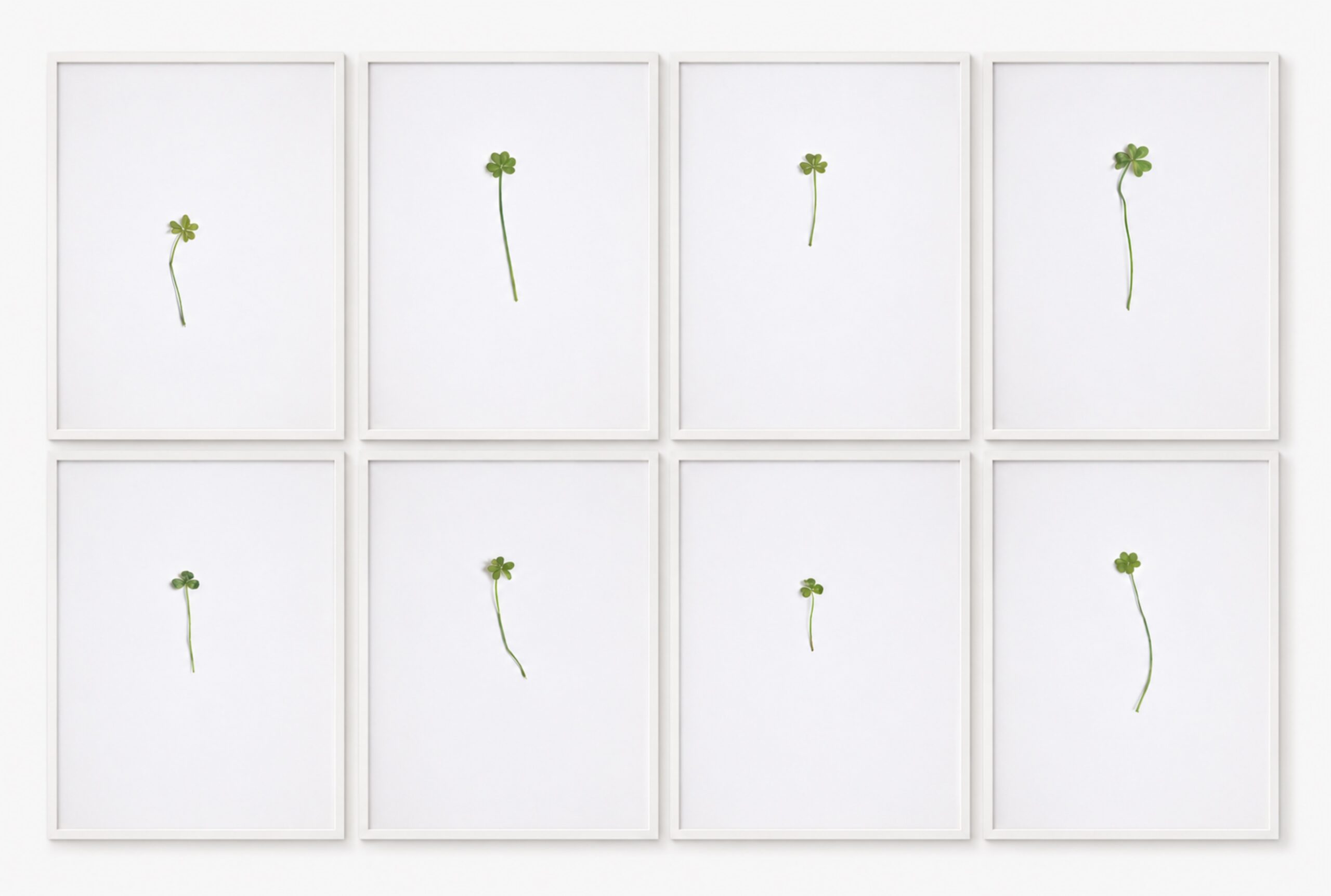 Clovers image