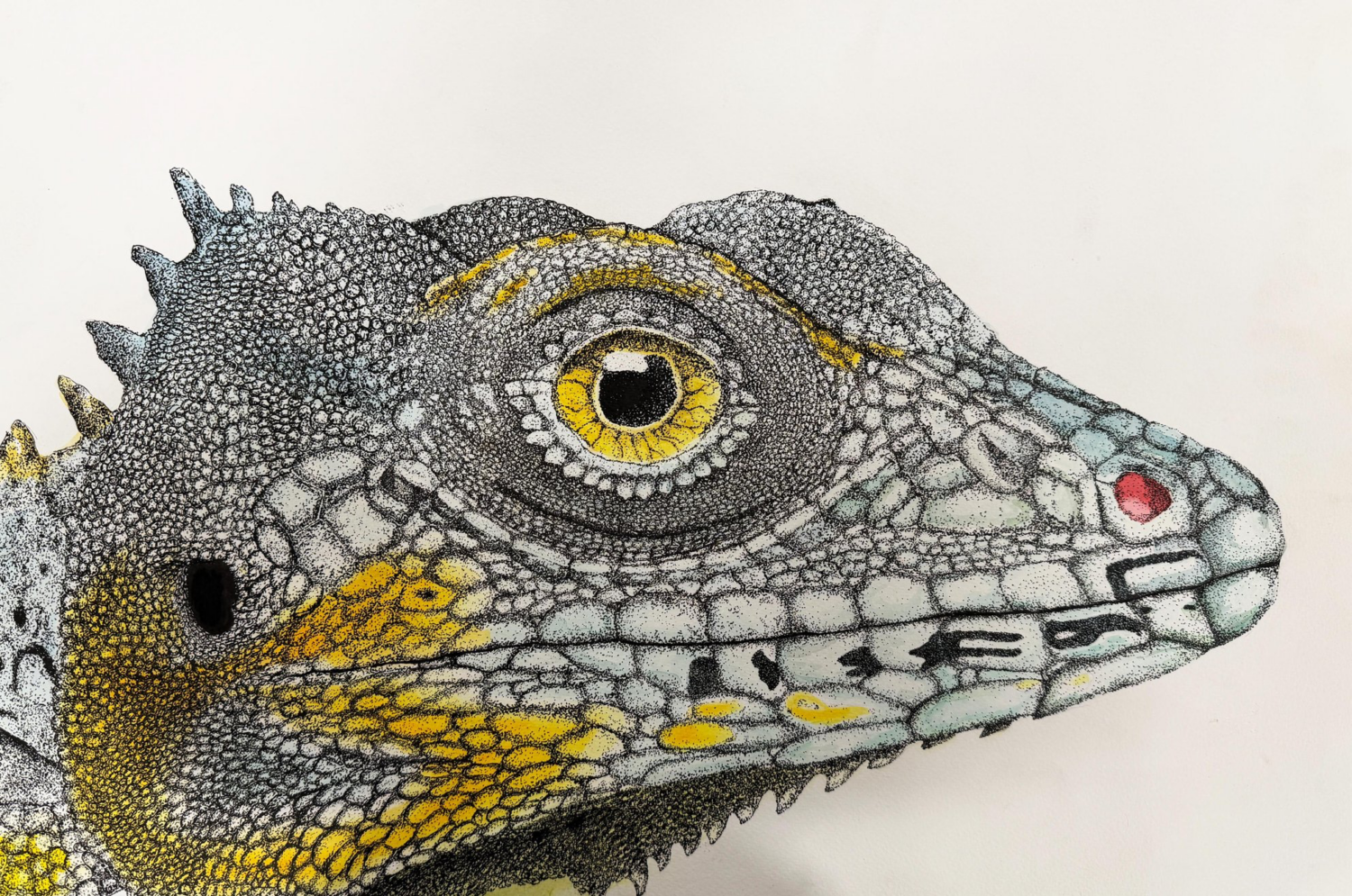 Intrinsic Basilisk Lizard image