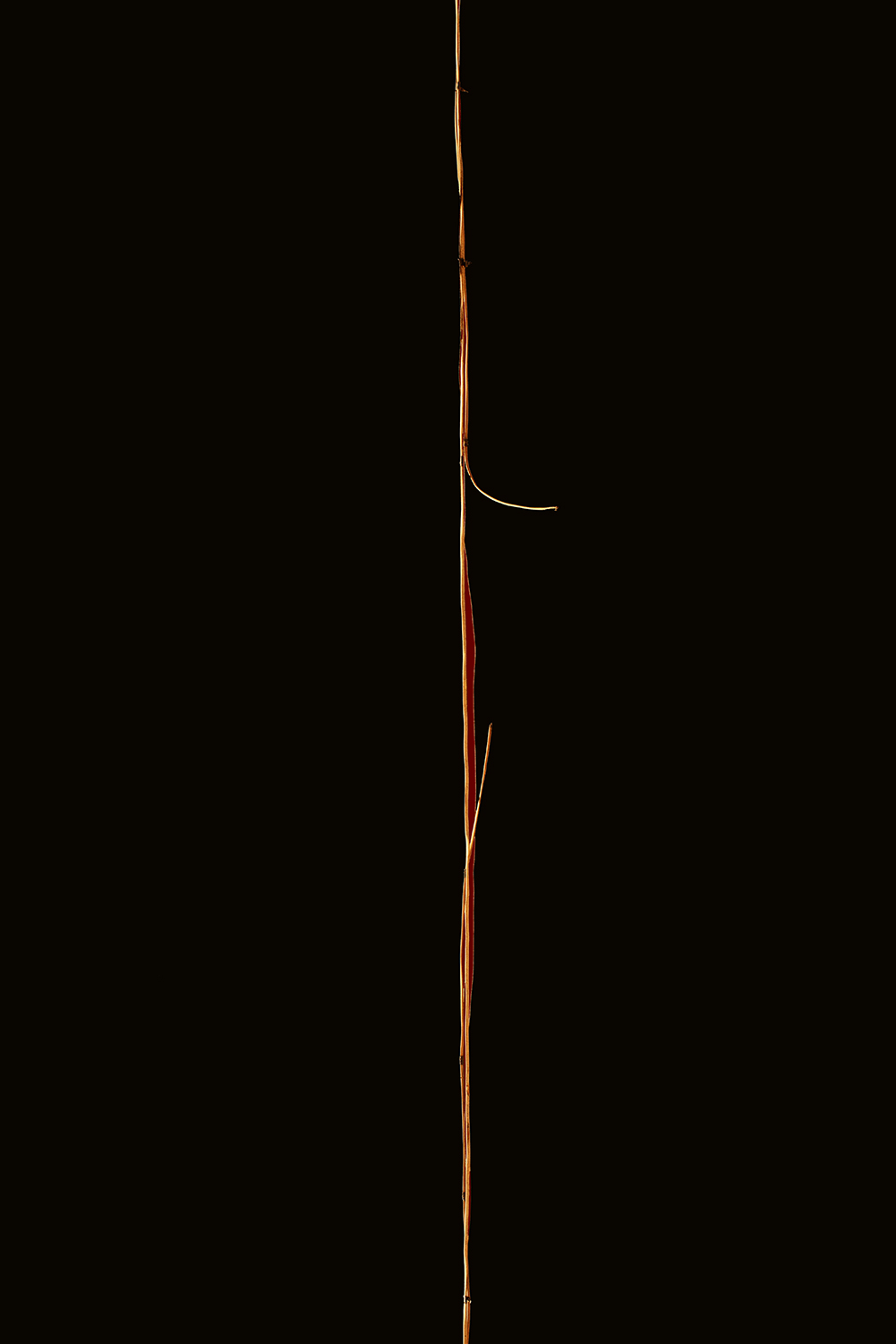 Above The Noise, India II image